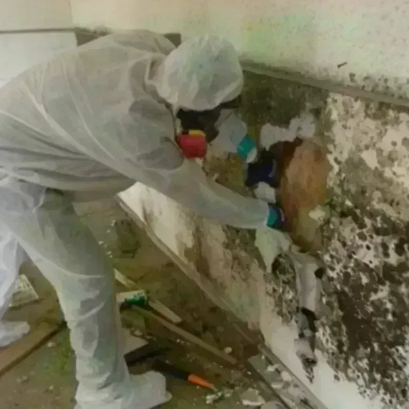 Mold Remediation and Removal in Mio, MI